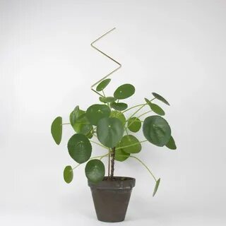 Gold plant