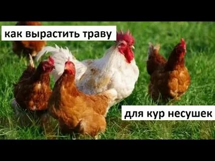 Едят ли курицы траву