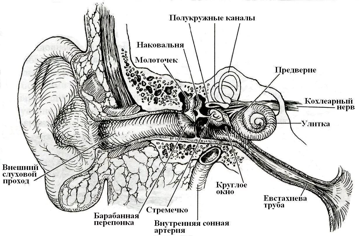 Нервы органа слуха. Строение слухового отдела уха слуховой анализатор. Слуховой анализатор строение слуховой нерв. Схематическое строение слухового анализатора. Строение слухового анализатора анатомия.