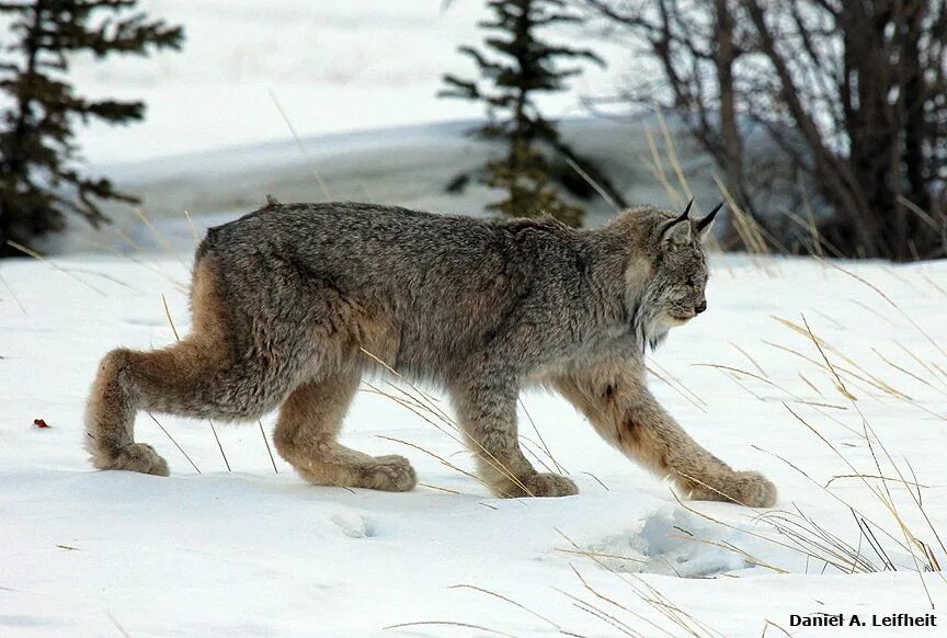 Ноги рыси. Рысь. Обыкновенная Рысь. Canada Lynx. Канадская Рысь шуба.
