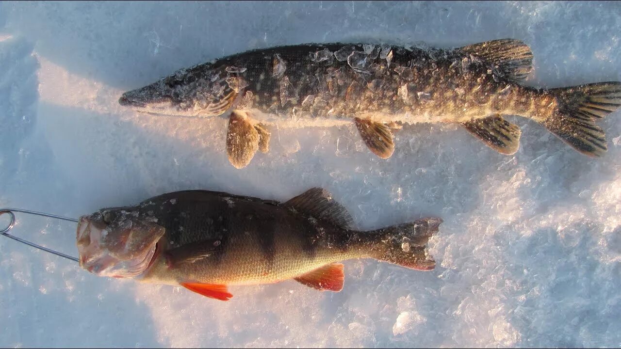 Рыбалка на щуку зимой. Ловля щуки в глухозимье. Где ловить щуку в глухозимье на жерлицы. Щука на жерлицы зимой. Ловля щуки в глухозимье.