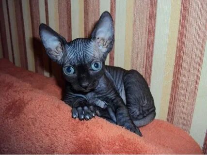 Котенок сфинкса отдам