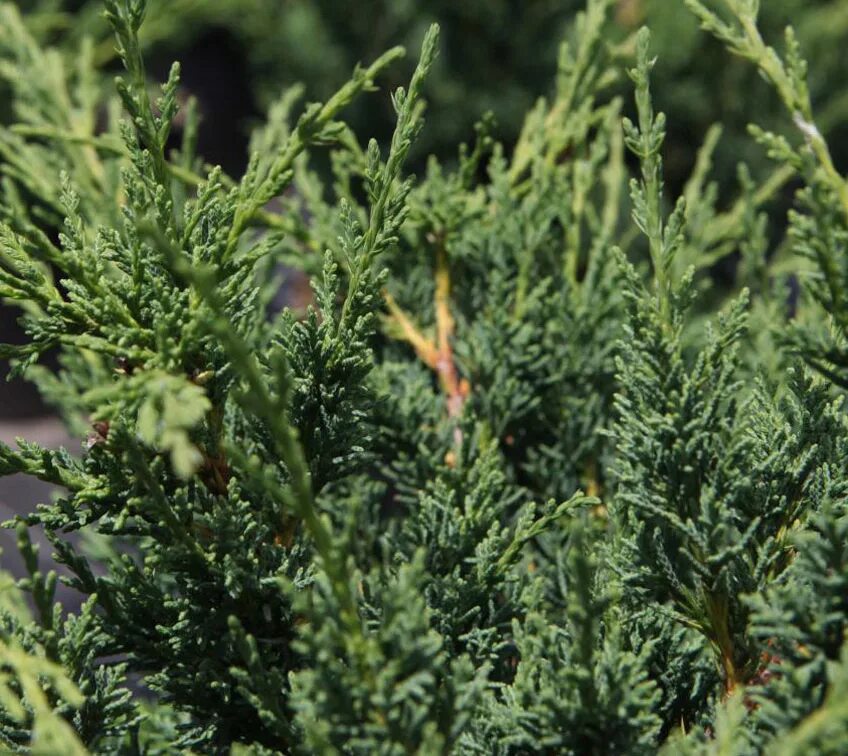 Juniperus chinensis. Можжевельник juniperus chinensis. можжевельник обыкновенный blaauw. можжевельник китайский монарх. можжевельник китайский monarch.