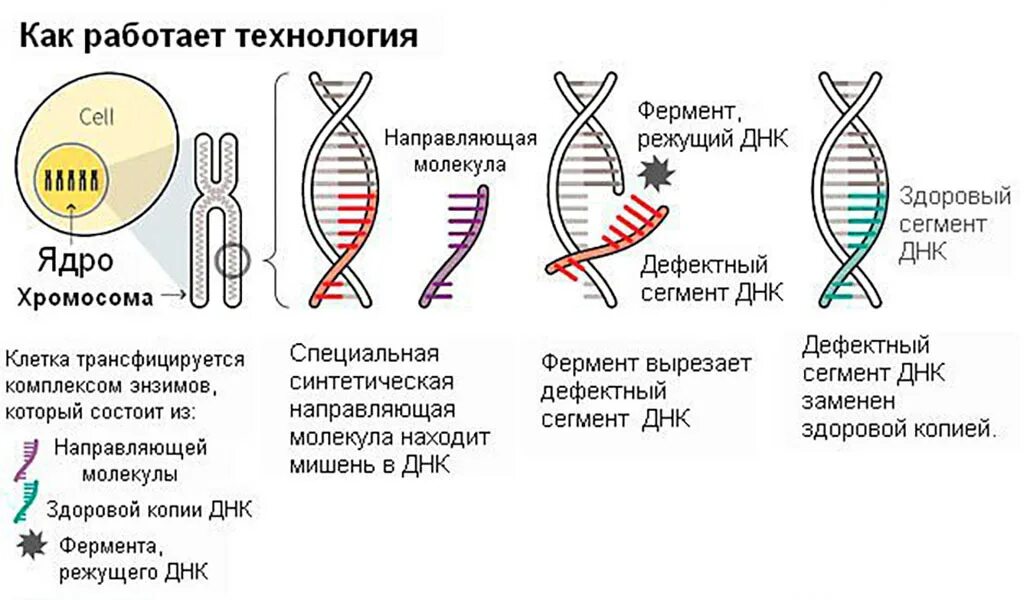 Геном называют. Технология редактирования генома CRISPR/cas9. Генная инженерия CRISPR cas9. Технология редактирования генов CRISPR/cas9. Генетические ножницы CRISPR/cas9.