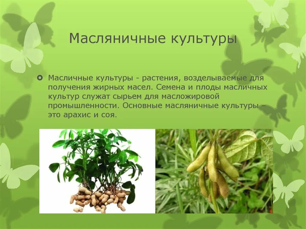 Масличные культуры растений. Масленичные культуры. Масленичные культурные растения. Маслянистые растения. Масляничная культура