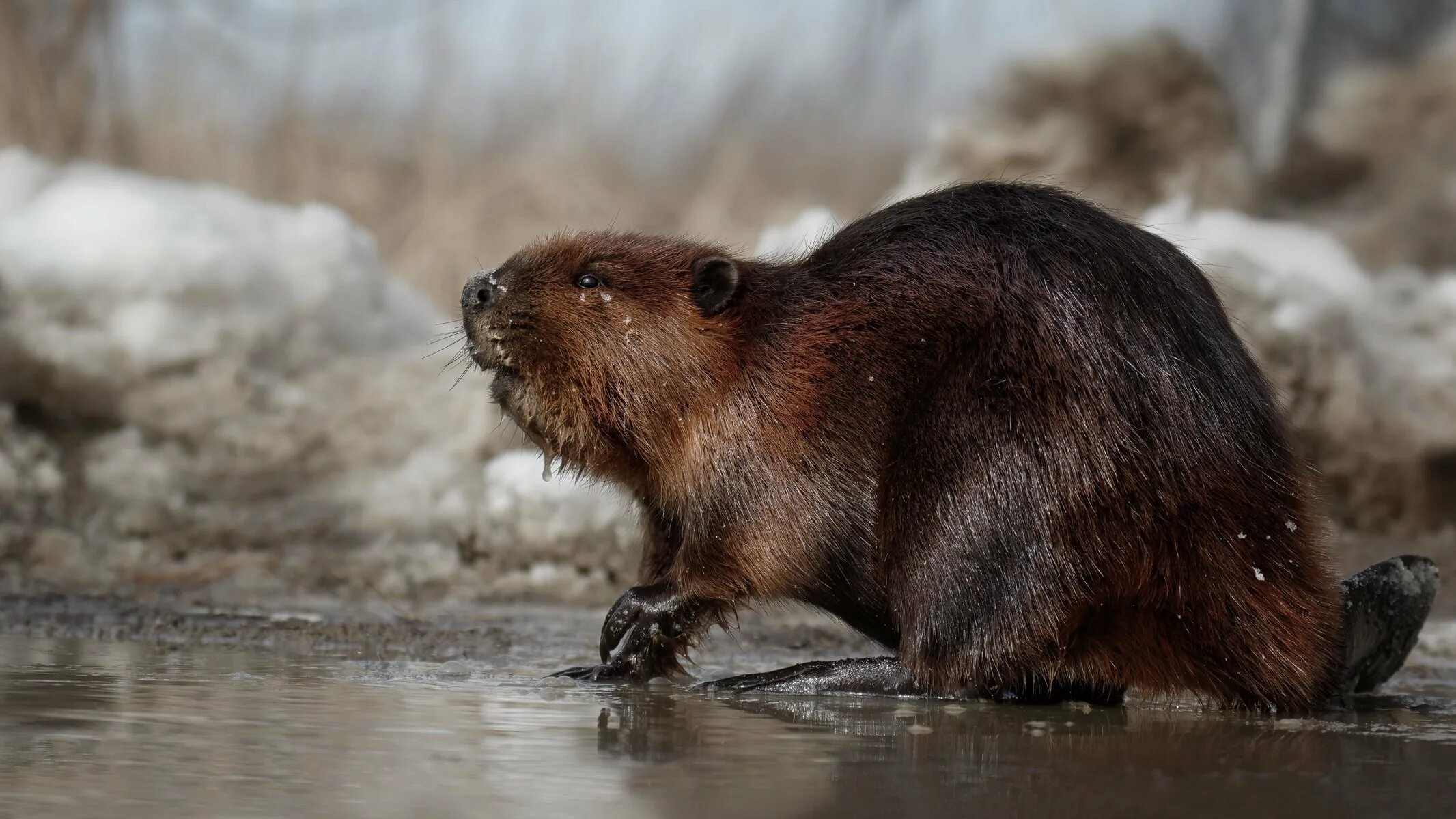 Канадский Бобр (Castor canadensis). Бобр Речной обыкновенный. Западно Сибирский Речной Бобр. Западносибирский Речной Бобр (Castor Fiber Pohlei). Бобры ой