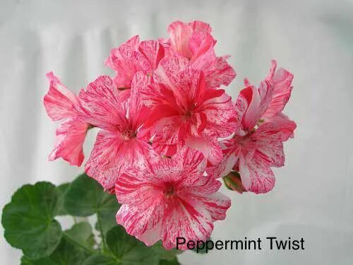 Пеперминт твист герань. Семена пеларгонии peppermint twist. Герань пепперминт твист. Пепперминт твист. Пепперминт твист.