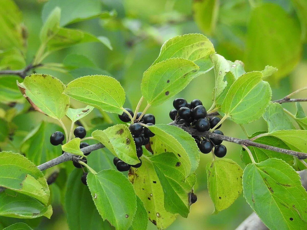 Жостер слабительный (Rhamnus cathartica). Крушина слабительная (Rhamnus cathartica). Жостер слабительный Крушина. Жостер Даурский. Слабительные ягоды