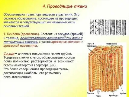 Какой признак характерен для клеток проводящей ткани