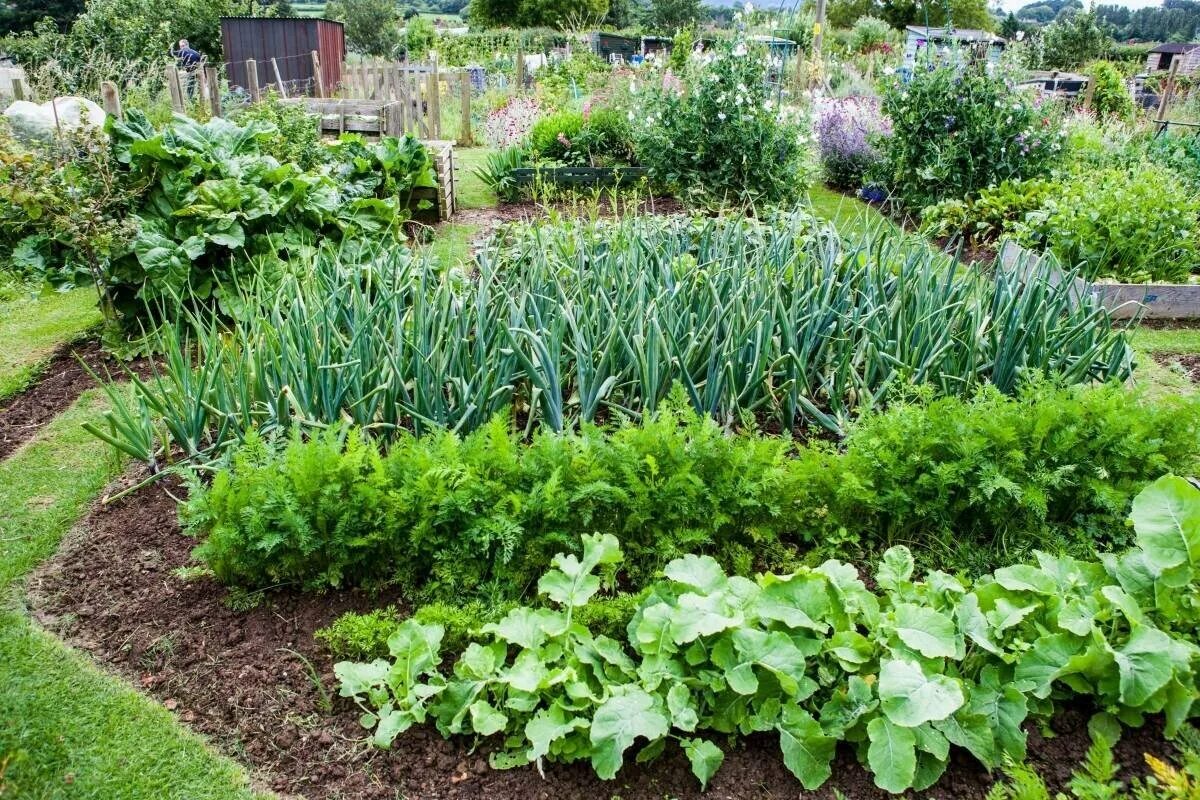 Примеры посадки овощей. Огородный миксбордер. Овощной миксбордер. Красивые овощные грядки. Грядки для зелени.