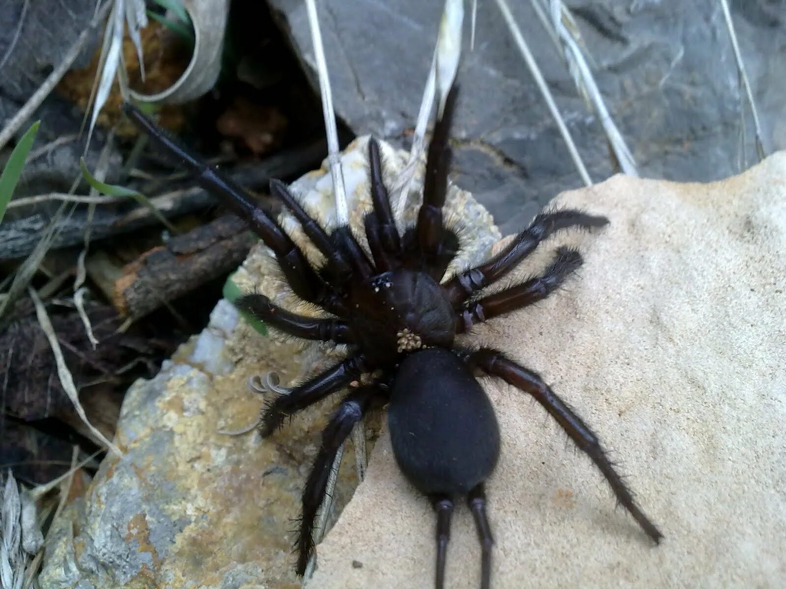 Черный паук хорошо. Паук эрезус бархатный. Macrothele calpeiana. Воронковый паук Macrothele Gigas. Черный эрезус пауки.