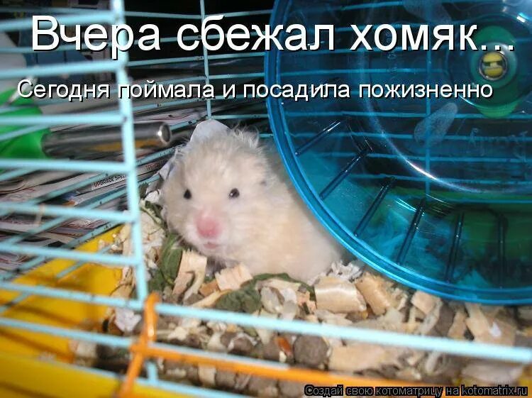 Как набрать друзей в hamster
