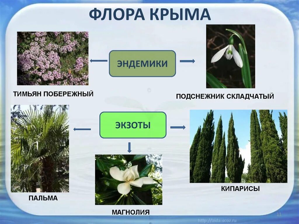 Эндемики Крыма растения. Типичные растения Крыма. Растения произрастающие в Крыму. Растения которые растут в Крыму. Какие растения растут в северной