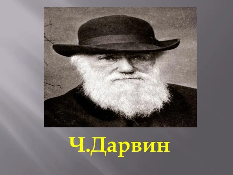 Дарвин психология. Дарвин психология. Дарвин психология. Charles darwin. Дарвин психология.
