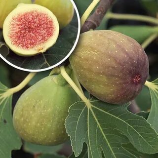 Инжир какой бывает