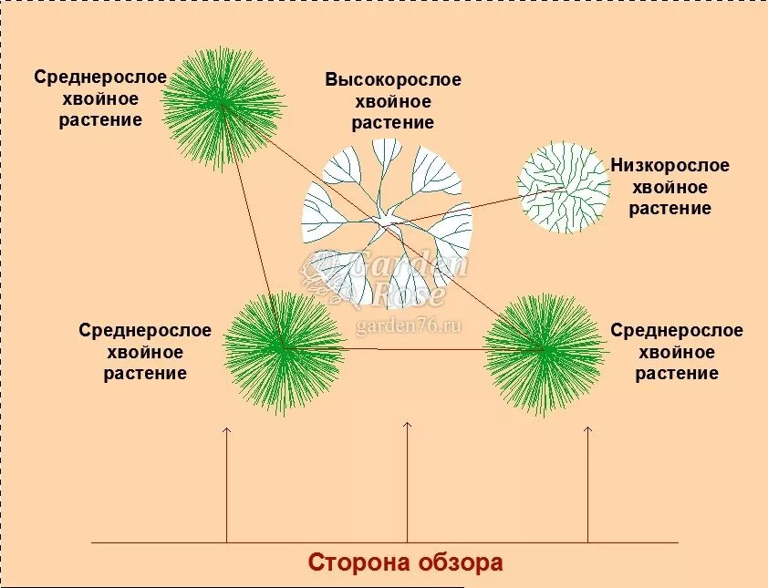 Хвойные схема. Схема посадки хвойных растений. Схемы посадки хвойных композиций. Композиция из хвойных растений схема. Схемы с хвойными растениями.