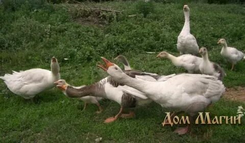 Видеть во сне гусей к чему снится
