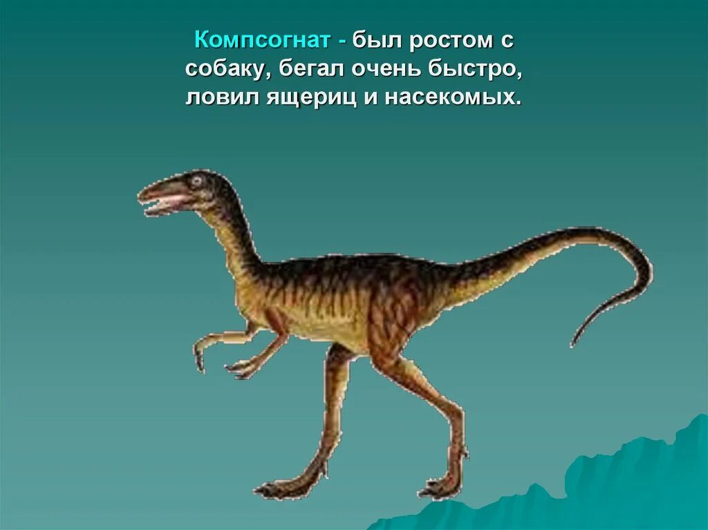 Как назывались маленькие динозавры. Компсогнат. Компсогнат динозавр. Самый маленький динозавр Компсогнат. Хищный динозавр Компсогнат.