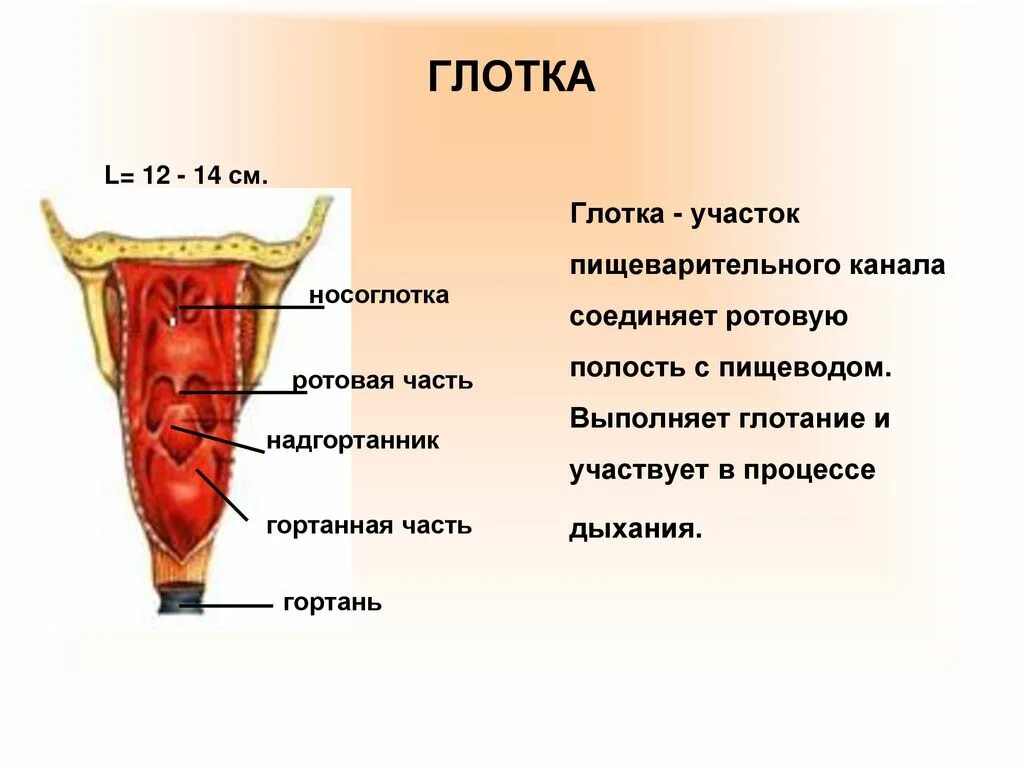 Глотка т. Глотка отделы строение. Глотка строение и функции анатомия. Строение глотки биология. Глотка строение и функции таблица.