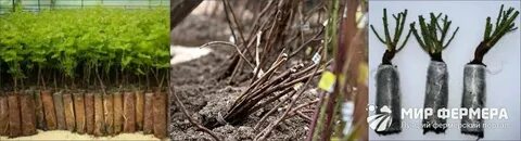 Что делать с саженцами купленными в марте