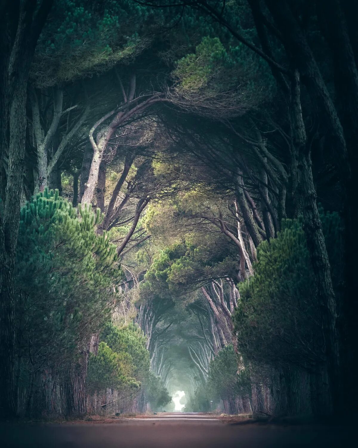 Мистические пейзажи. Мистический лес. Необычный лес. Необычная природа.