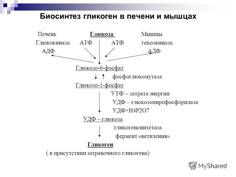 Глюкоза для печени. Биосинтез гликогена в печени и мышцах. Глюкозо 1 фосфат фосфоглюкомутаза. Глюкоза АТФ глюкозо-6-фосфат АДФ. Схема активации гликогенсинтетазы.