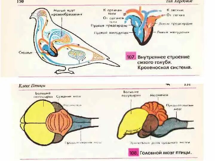 Схема строения головного мозга голубя сизого. Головной мозг птицы строение биология. Внутреннее строение кровеносная система птицы 7 класс биология. Строение нервной системы птиц.