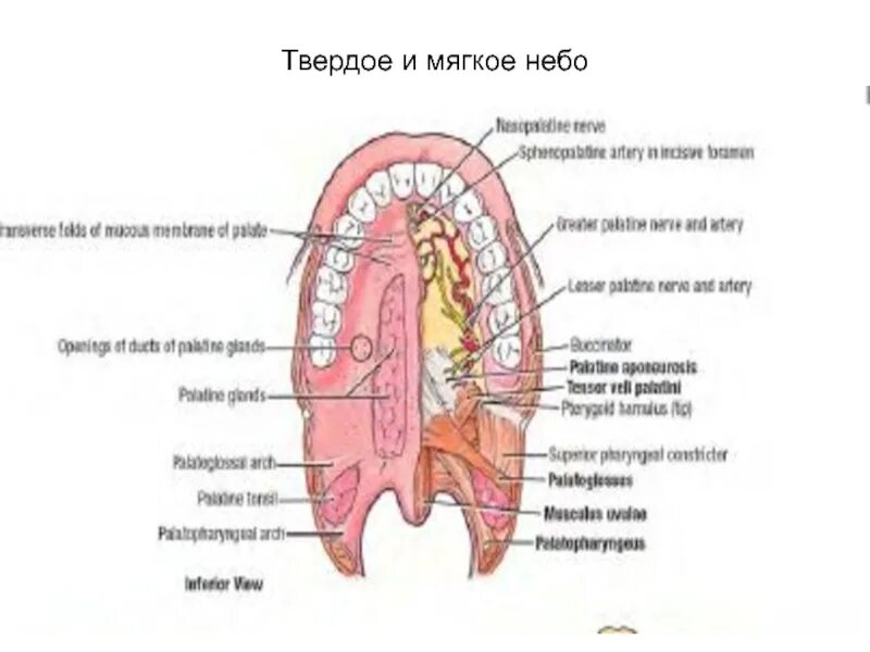 Твердое мягкое небо анатомия