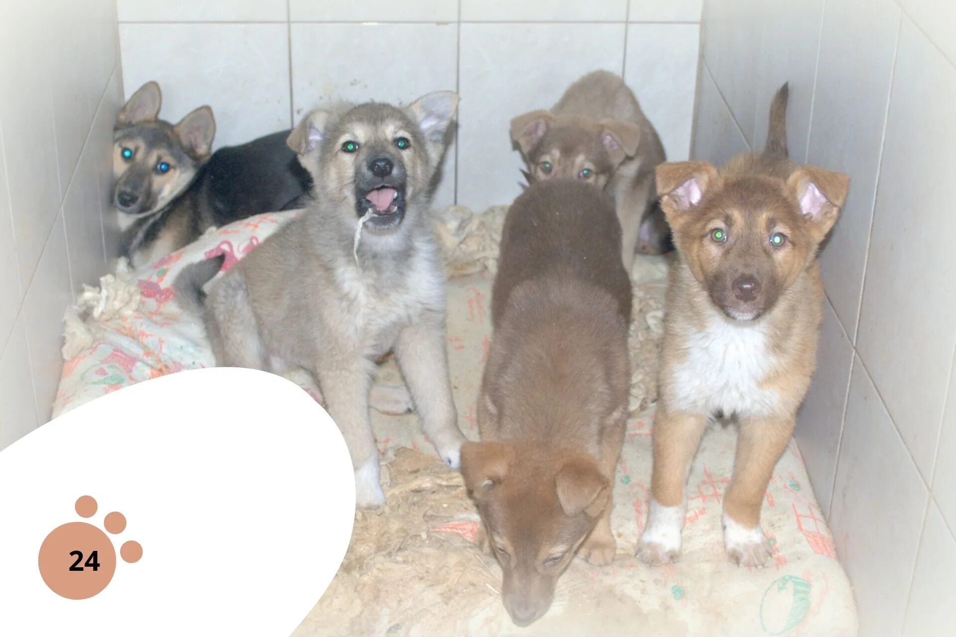 Щенки из приюта в перми. Несчастная собака в приюте. Приют для животных после войны. Соликаиская 271 пенмь пниют. Пермский приют животных.