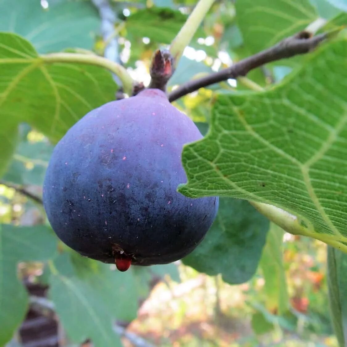 Инжир сорт далматский. Инжир сорт рубадо. Инжир сорта брунсвик. Инжир белый адриатический. Инжир белый медовый.