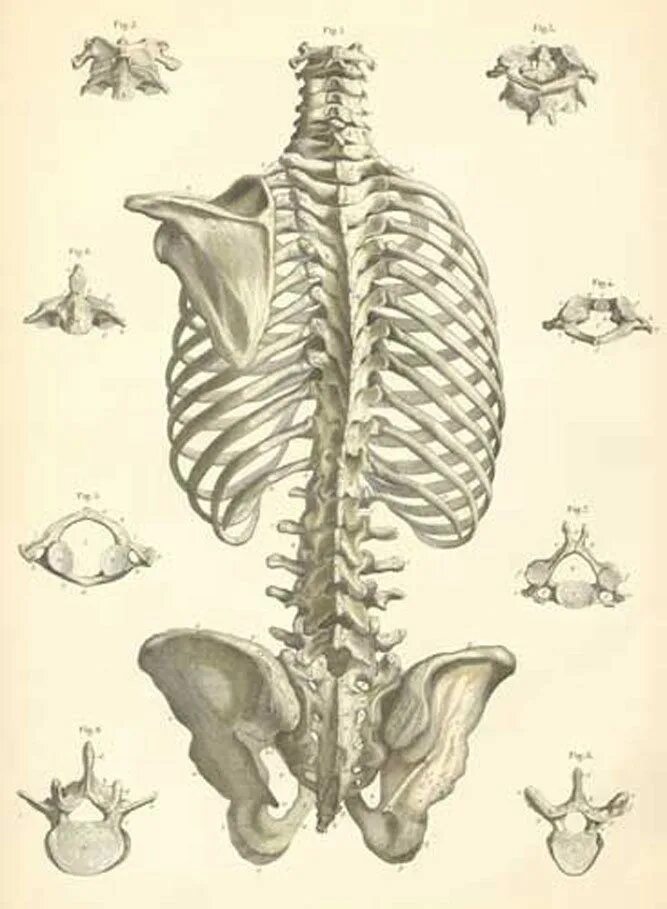 Анатомия Баммес позвоночник. Скелет позвоночника человека анатомия. Скелет со спины. Поясница скелет.