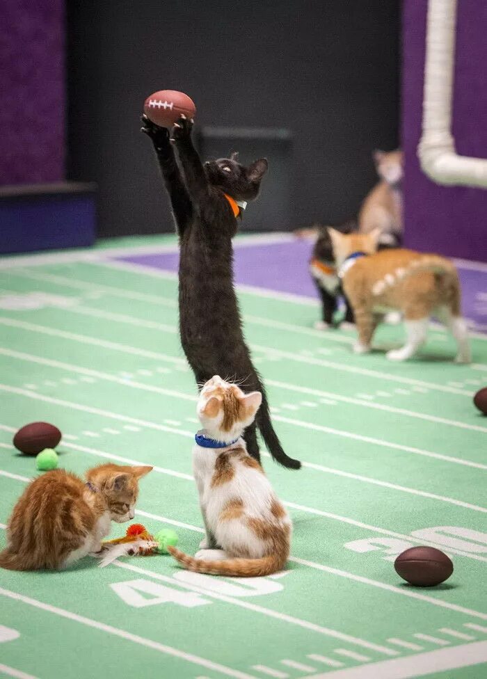 Игра с друзьями коты. Кошка играется. Мячики для кошек. Кошка играет. Спортивный кот.