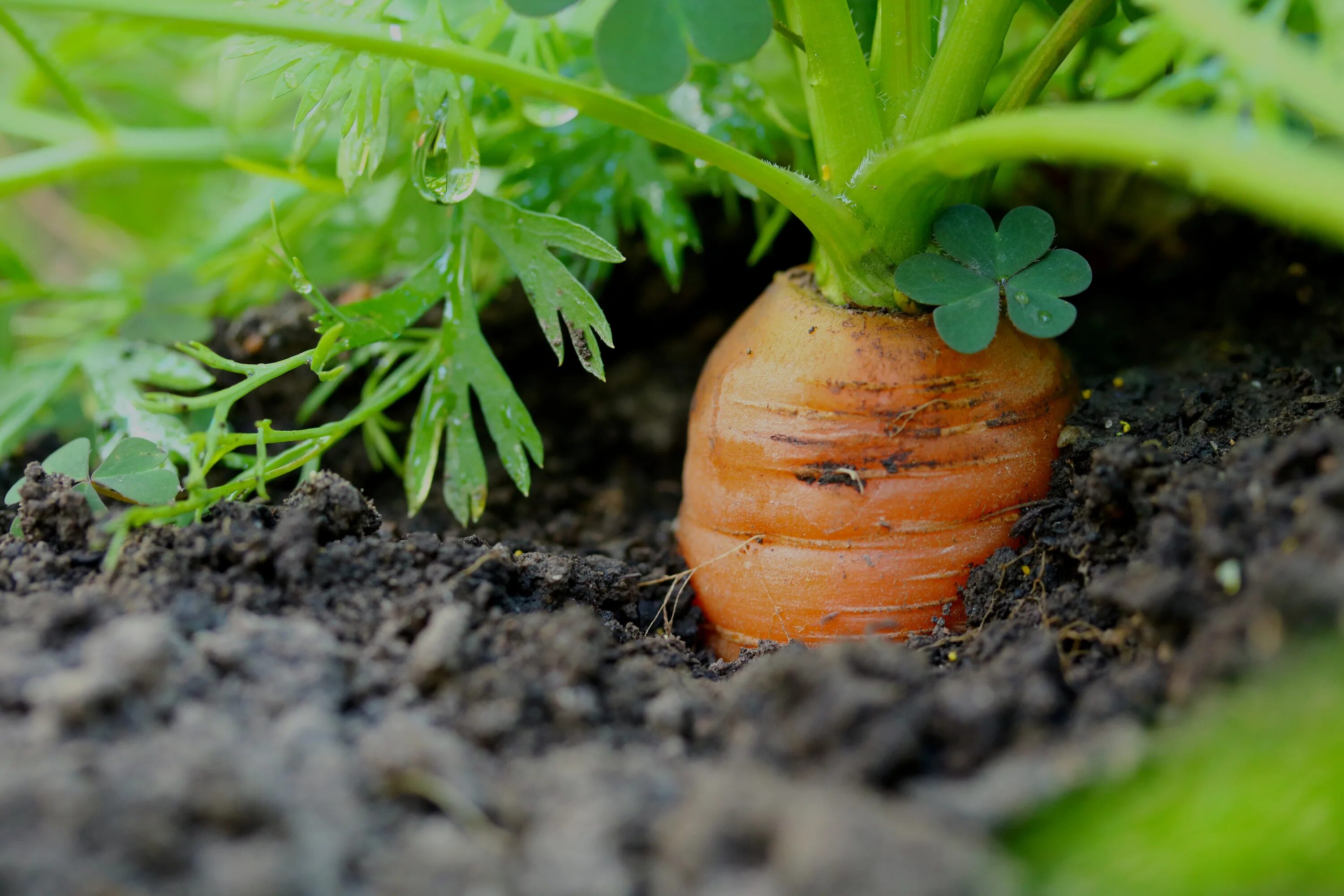 Carrot vegetable. Подзимний посев моркови. Морковь на грядке. Овощи в земле и на грядке. Carrot на грядке.