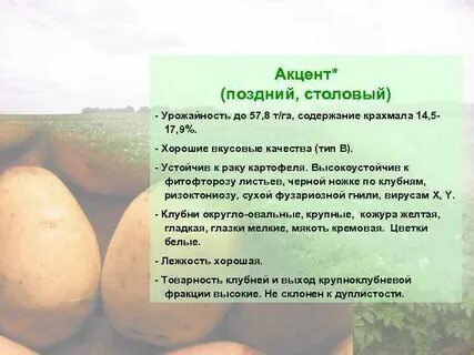Картофель гала крахмал