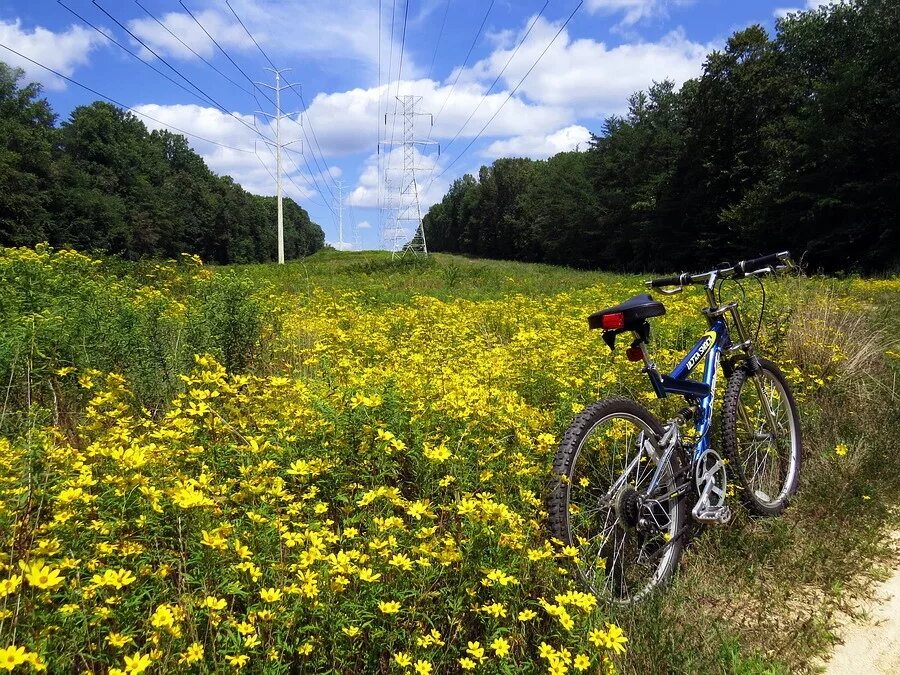 Прогулка кота леопольда. Кот леопольд на велосипеде картинки. Я буду долго гнать велосипед юмор. Песня, велосипед, велосипед. Я буду долго гнать велосипед.