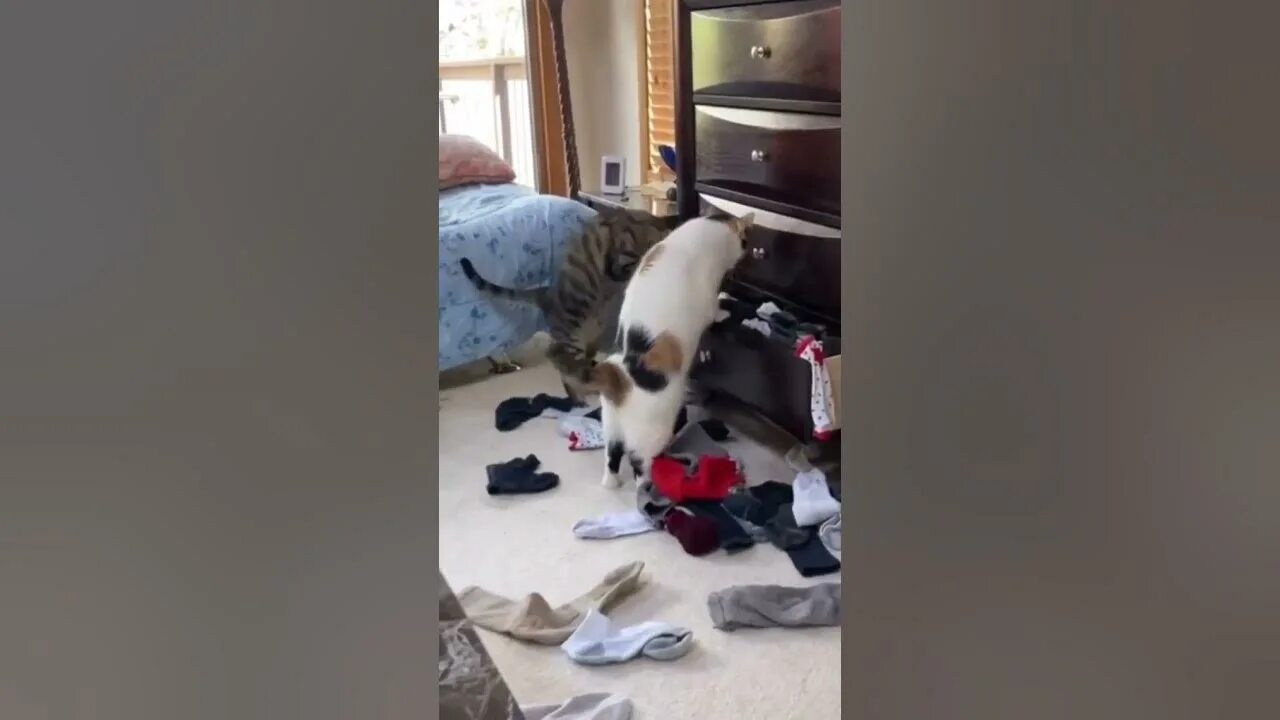 Нашелся ли кот которого выкинули из поезда. Кот выкидывает вещи из шкафа. кот раскидывает вещи. кот раскидывает вещи по дому.