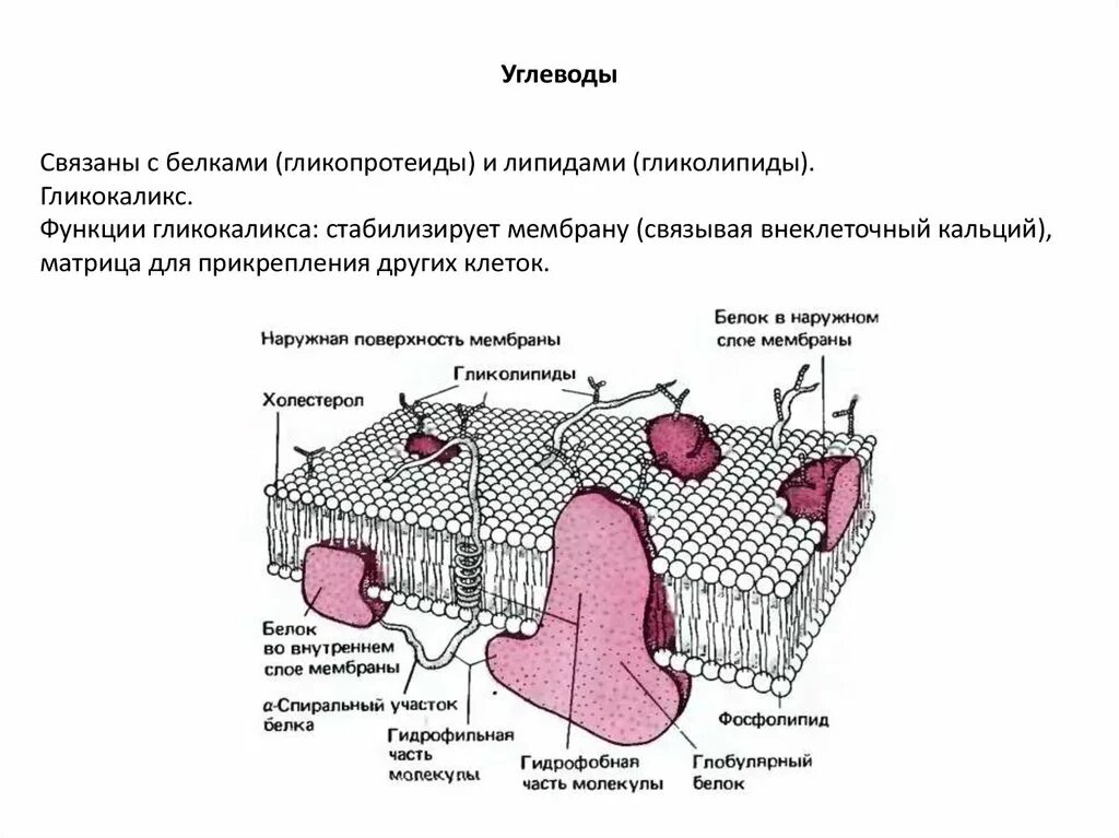 Билипидный слой белок гликокаликс углевод муреин. Клеточная мембрана гликокаликс. строение мембраны гликокаликс. гликолипиды и гликокаликс мембран. строение мембраны с гликокаликсом.