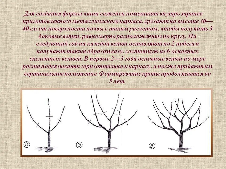 Обрезка чашевидной кроны абрикоса. Формирование чашевидной кроны яблони. Обрезка плодовых деревьев весной абрикос. Обрезка абрикоса весной схема. Обрезка абрикоса весной как обрезать дерево правильно