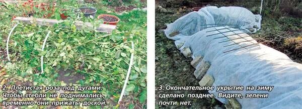 При какой температуре закрывают розы на зиму. Обрезаем и укрываем плетистую розу на зиму. укрывают ли плетистую розу на зиму. обязательно ли укрывать плетистые розы на зиму. плетистая роза надо ли укрывать на зиму.