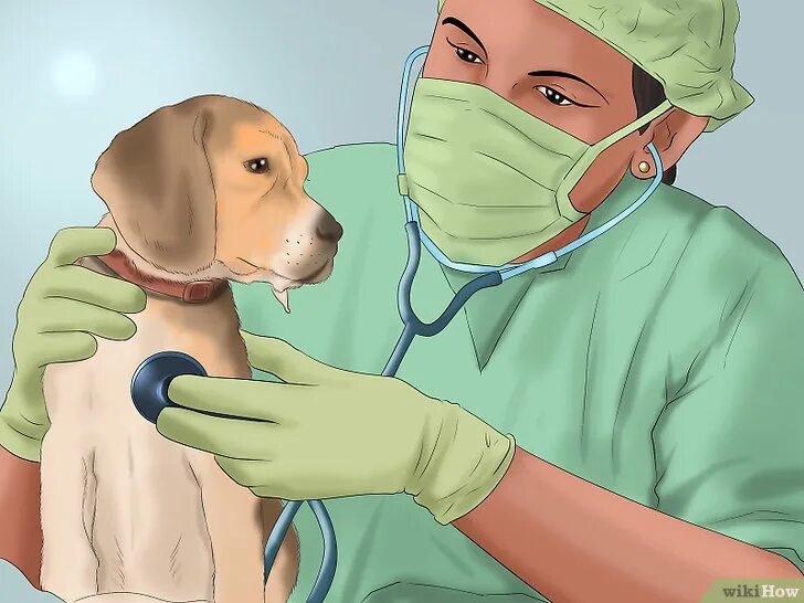 Сотрясение у собаки. Инфекционный гепатит плотоядных. Инфекционный гепатит собак. Инфекционный гепатит собак симптомы.