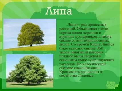 Род растений деревья