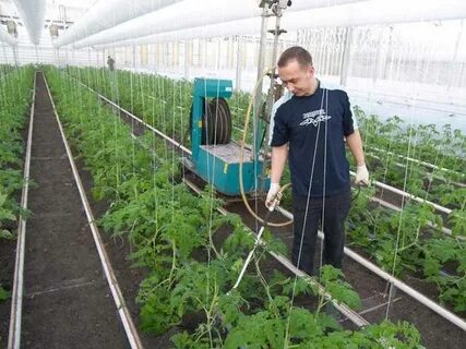 Огурцы в теплицах урожаи