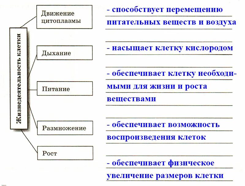 Процессы жизнедеятельности клетки 5 класс биология. Таблица основные процессы жизнедеятельности клетки. Основные процессы жизнедеятельности размножение. Основные процессы жизнедеятельности таблица 5 класс биология.