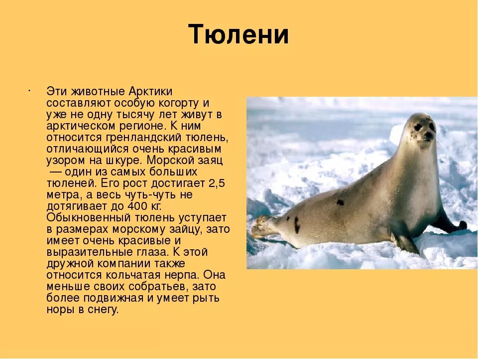 Информация о животных Арктики. Сообщение о животных Арктики. Сообщение о тюлене. Ушастые тюлени представители