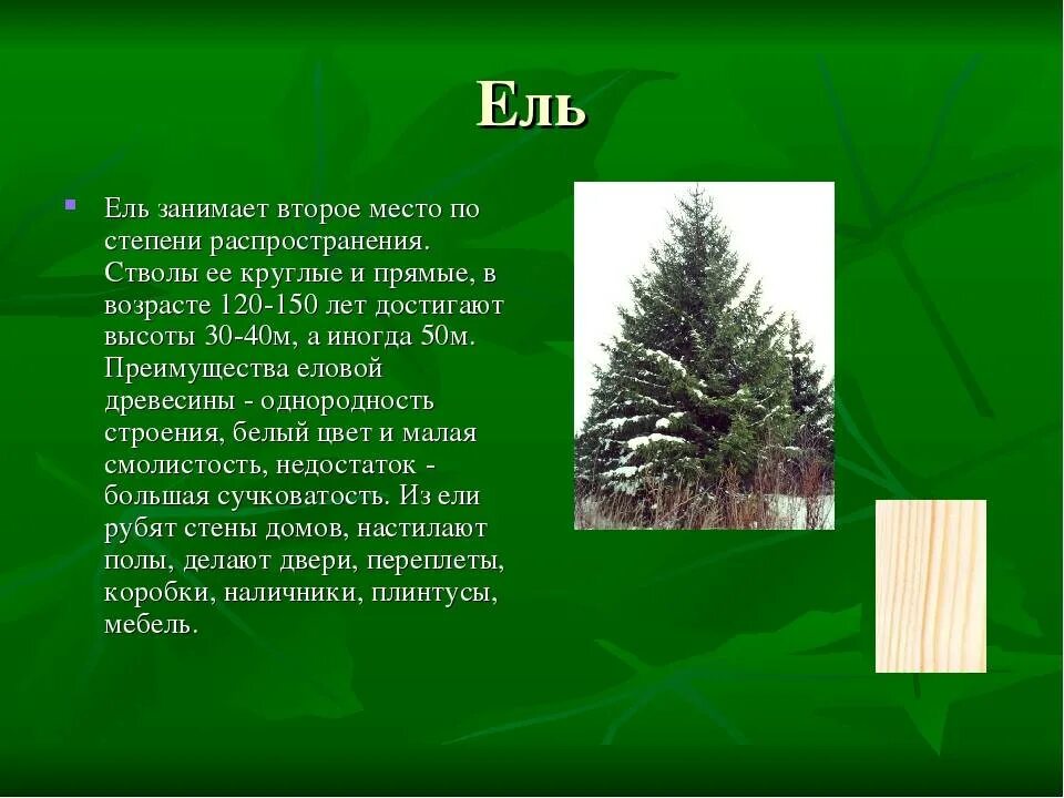 Хвойная это где. Сведения о хвойных деревьях. Краткие сведения о ели. Доклад о хвойных деревьях. Ель характеристика дерева.