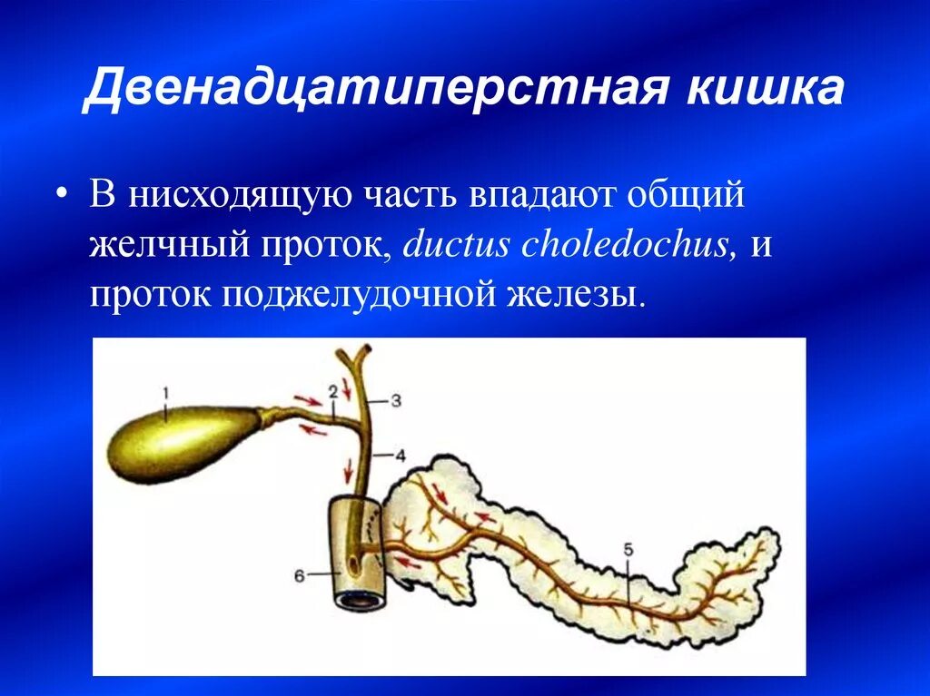 Желчные протоки в двенадцатиперстной кишке