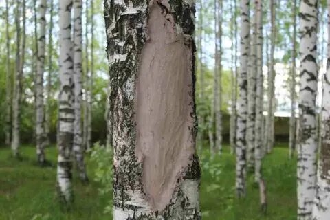 Спас береза