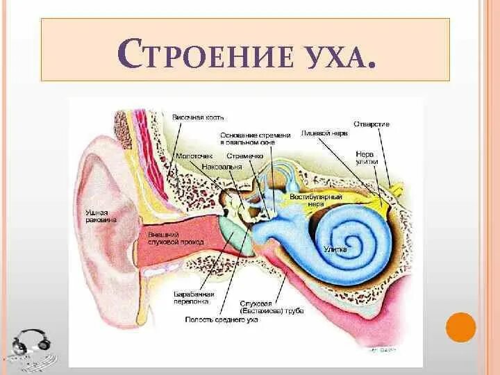 Рис 66 строение уха. Структура уха биология 8 класс. Строение среднего уха человека схема. Внутреннее ухо строение биология. Рассмотрите схематичные изображения уха человека