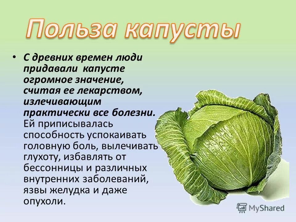 Питательные вещества капусты. Капуста. чем полезна капуста. полезные свойства капусты. капуста белокочанная.