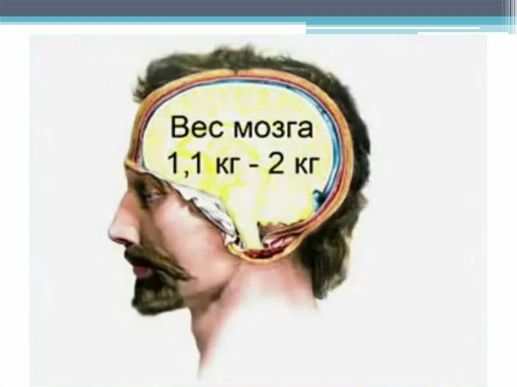 Средняя масса мозга человека. Вес мозга. вес мозга мужчины. вес мужского мозга.
